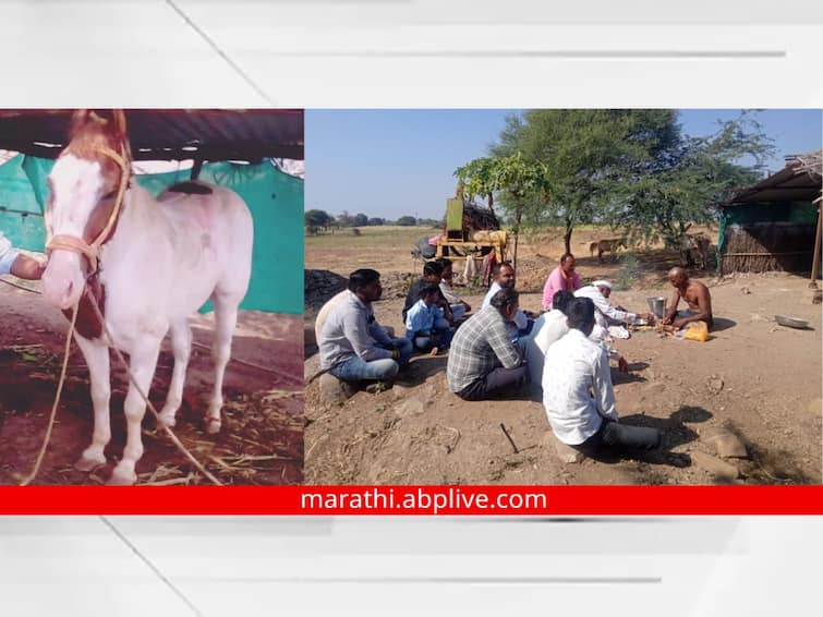 Aurangabad News vaijapur khandala performed dasakriya ritual horse marathi news आश्चर्यच! चक्क घोड्याच्या दशक्रिया विधीला मुंडन, कीर्तनासोबत लाडूची पंगत