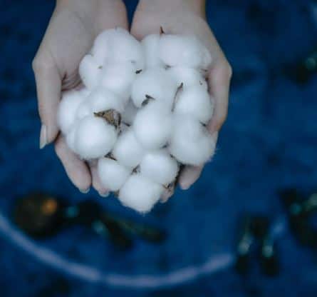 सध्या कपासच्या दरात (Cotton Price) मोठी घसरण झाली आहे. त्यामुळं शेतकरी चिंतेत आहेत. तेलंगणा ( Telangana) राज्यात मागील काही दिवसांमध्ये कापसाचे 15 हजार रुपये क्विंटलवर गेले होते. आता या ठिकाणी कापसाला सहा हजार रुपयांचा दर मिळत आहे.