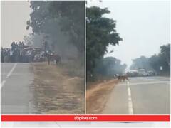 बाघ और उसके शावक ने शाही अंदाज में पार की सड़क, वन अधिकारियों ने रोका ट्रैफिक