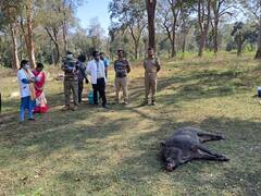 நீலகிரி: ஆப்ரிக்கன் பன்றி காய்ச்சலால் காட்டுப் பன்றிகள் உயிரிழப்பு ; முன்னெச்சரிக்கை நடவடிக்கைகள் தீவிரம்