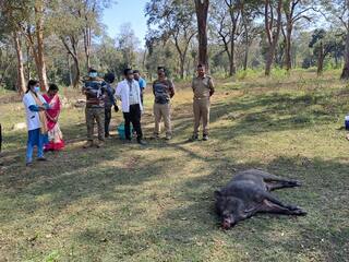 Wild boars die due to African swine flu in Nilgiris district TNN நீலகிரி: ஆப்ரிக்கன் பன்றி காய்ச்சலால் காட்டுப் பன்றிகள் உயிரிழப்பு  முன்னெச்சரிக்கை நடவடிக்கைகள் தீவிரம்