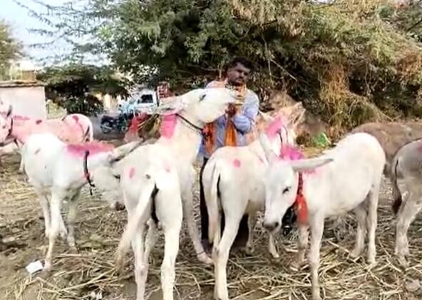 jejuri news Donkey market in Jejuri Pune News : जिकडं तिकडं गाढवंच गाढवं! जेजुरीत भरलाय गाढवांचा बाजार; कोट्यवधींची उलाढाल