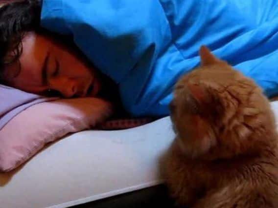 Dream Interpretation: Seeing a cat in a dream is auspicious or inauspicious? Find out what is the secret behind Dream Interpretation: સપનામાં બિલાડીનું દેખાવું એ શુભ કે અશુભ?  જાણો શું છે તે પાછળનું રહસ્ય 