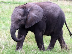 মাটির ঢাল বেয়ে সটান গড়িয়ে পড়ল হস্তি শাবক, ভাইরাল ভিডিও দেখে হাসির রোল নেটপাড়ায়