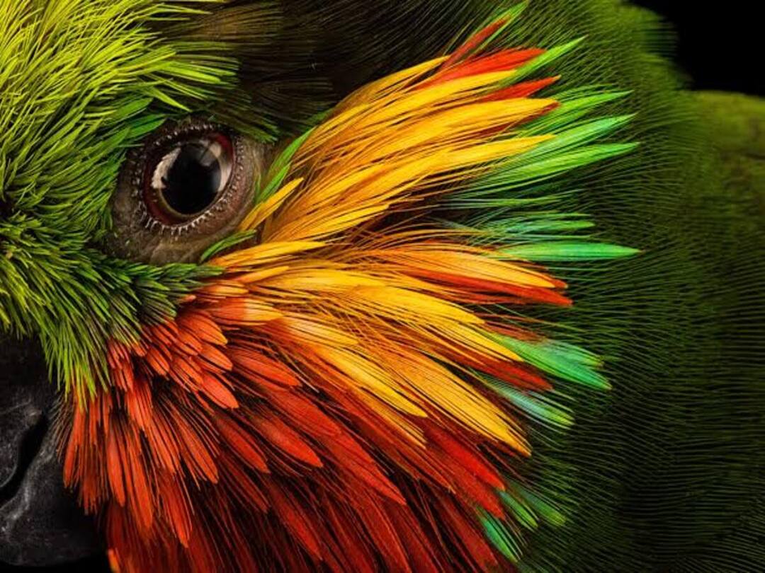 National Bird Day 2023: இன்று (டிச.5) தேசிய பறவைகள் தினம்… எதற்காக கொண்டாடப்படுகிறது? என்ன வரலாறு?