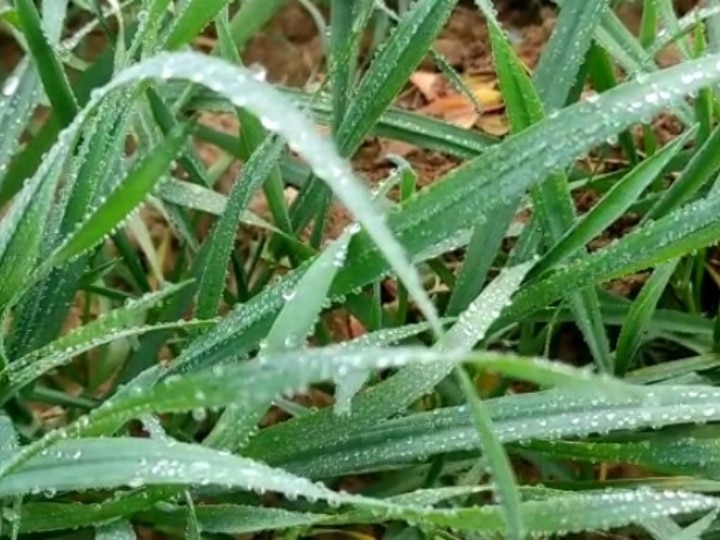 Churu Winter Season: गर्मियों में सबसे ज्यादा गर्म रहने वाले शहर में सर्दी आते ही जम जाती हैं ओस की बूंदे, क्या आप जानते हैं वजह?