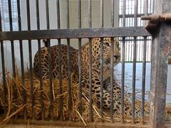 इटावा: कड़ाके की ठंड का इटावा सफारी पर असर,  शेर और तेंदुए के बाड़े में लगाए गए हीटर