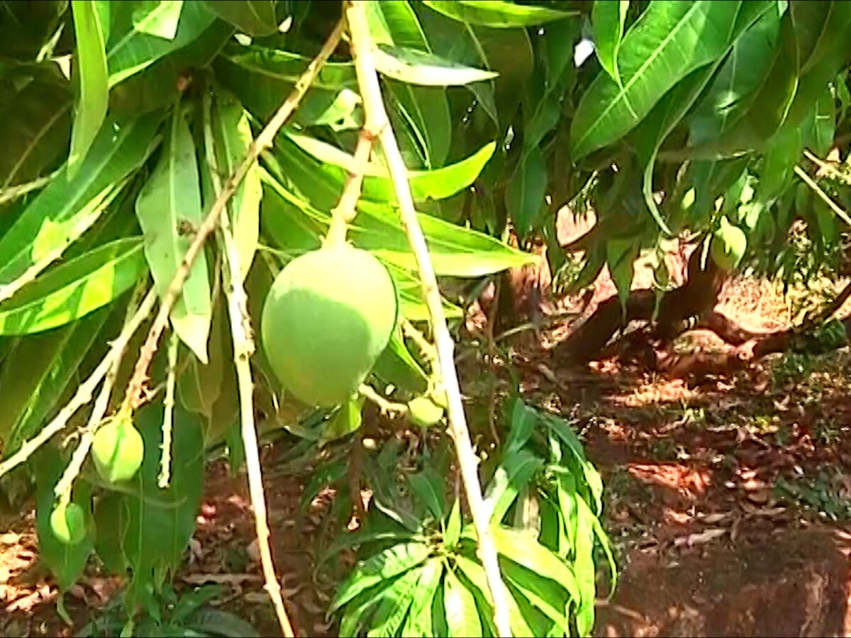 Agriculture News : कोकणात थंडी उशीरा सुरु, आंब्यासह काजू उत्पादक चिंतेत; यंदा हापूस उशिरा मिळणार