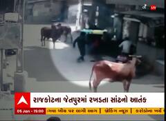 Rajkot: જેતપુરમાં રખડતા ઢોરે સ્કૂલ રિક્ષાને મારી ટક્કર, સમગ્ર ઘટના CCTVમાં થઈ કેદ