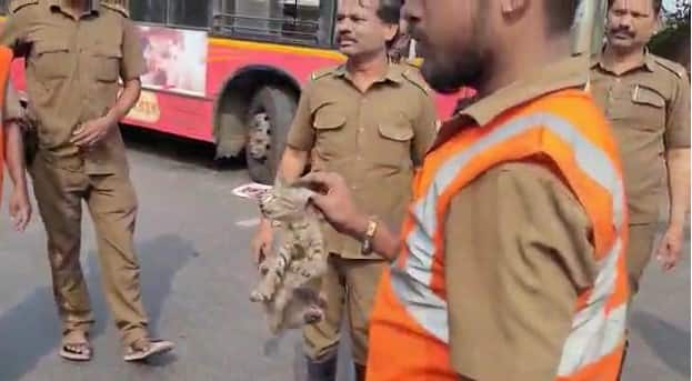 त्यानंतरही सुमारे तासभर प्रयत्न केल्यानंतर अखेर मांजराचे पिल्लू बाहेर काढण्यात यश आले.