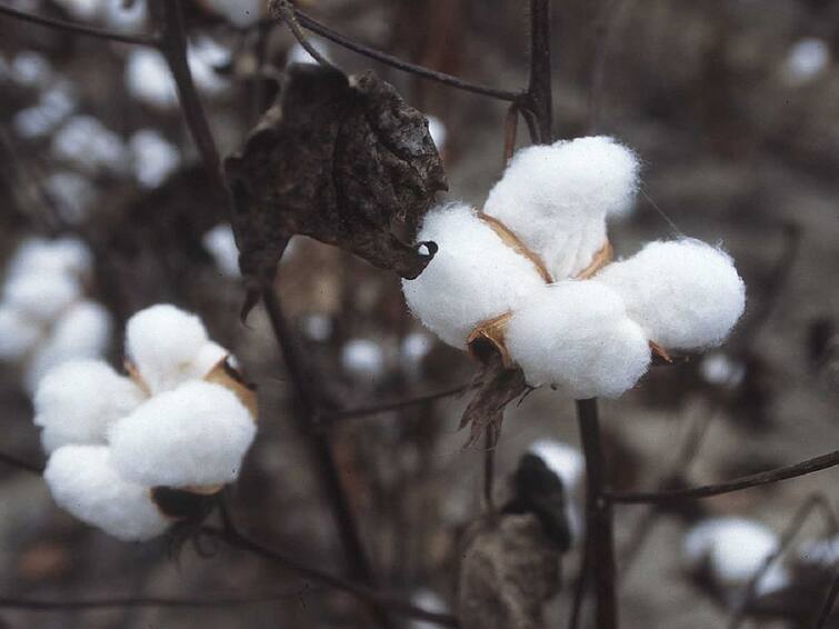 Agriculture Cotton Price News Fall in cotton prices in the domestic market Cotton News : देशांतर्गत बाजारात कापसाच्या दरात घसरण, कापसाबरोबर 'या' शेतमालाची ऑस्ट्रेलियातून आयात होणार 
