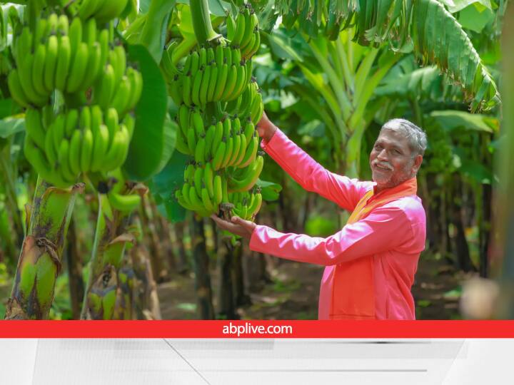 Food Processing Business of Banana Products or Banana Chips Processing Business Process and Earnings Agri Business: इस शानदार बिजनेस आइडिया पर काम कर लें किसान, केला की उपज के मिलने लगेंगे दोगुना दाम