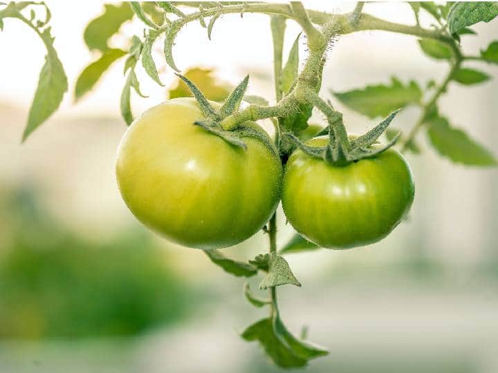 टोमॅटोचे नाव घेताच लाल रंग समोर येतो, पण तो हिरव्या रंगातही आढळतो. जेव्हा टोमॅटो कच्चा असतो तेव्हा त्याचा रंग हिरवा असतो, हिरव्या टोमॅटोमध्ये अनेक पोषक तत्व असतात, जे आरोग्यासाठी फायदेशीर असतात.