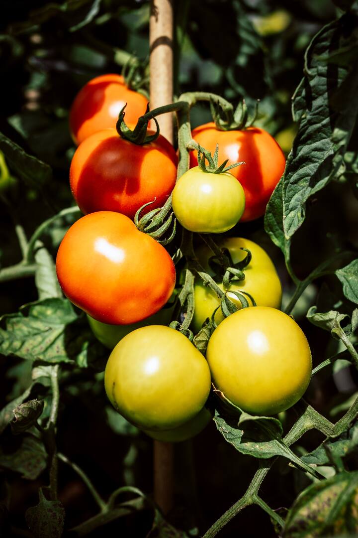 सध्या टोमॅटोच्या दरात (Tomato Price) मोठी घसरण झाली आहे. त्यामुळं टोमॅटो उत्पादक शेतकरी (Tomato Farmers) अडचणीत सापडले आहेत.