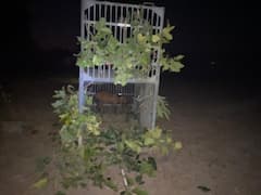 मनेंद्रगढ़ में तेंदुए को पकड़ने के लिए अब मुर्गों का सहारा, बकरे से नहीं फंसा तो चेंज किया प्लान