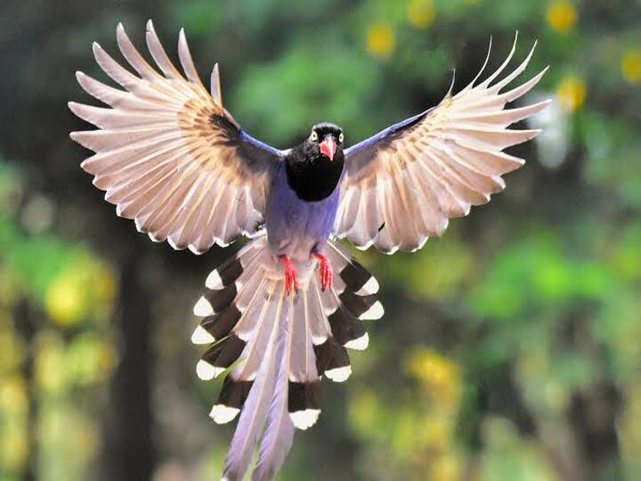 National Bird Day 2023: இன்று (ஜனவரி-5) தேசிய பறவைகள் தினம்… எதற்காக ? என்ன வரலாறு?