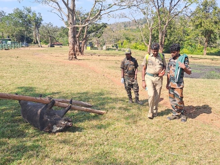 நீலகிரி: ஆப்ரிக்கன் பன்றி காய்ச்சலால் காட்டுப் பன்றிகள் உயிரிழப்பு ; முன்னெச்சரிக்கை நடவடிக்கைகள் தீவிரம்