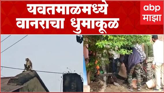फुलसावंगी येथे पुन्हा वानराचा धुमाकूळ, वानराला जेरबंद करण्यात यश