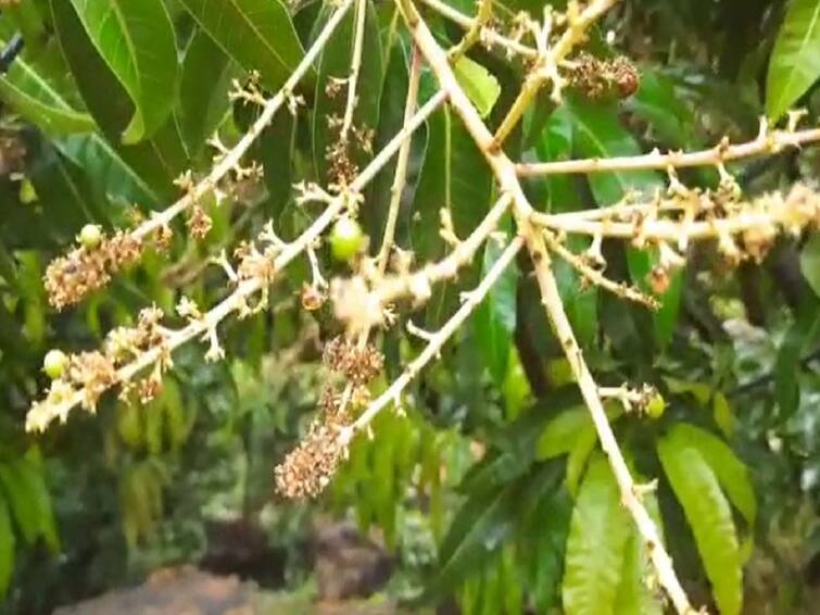 Maharashtra  Ratnagiri Agriculture News Effect of climate change on mango crop  Agriculture News : बदलत्या वातावरणाचा आंबा पिकावर परिणाम, तुडतुडा रोगासह मोठ्या प्रमाणात फळगळ 