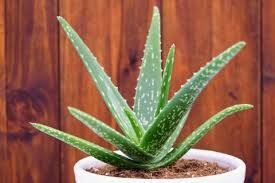 Skincare Routine In Winter : குளிர்கால சரும பராமரிப்பு குறித்து கவலையா? கற்றாழை  இருக்க பயமேன்!