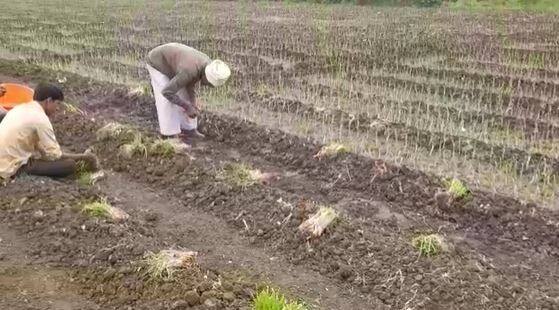 राज्यात गारठा वाढला असताना काही भागात मात्र, पावसानं हजेरी लावली आहे. सातत्यानं वातावरणात बदल होत आहे. याचा शेती पिकांना मात्र मोठा फटका बसत आहे.