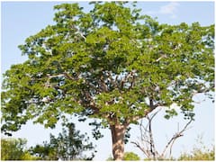 यह पेड़ 12 साल में बना सकता है करोड़पति! कई गुणों से है भरपूर, मच्छरों को भी भगाता है दूर