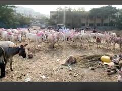 Jejuri: जेजुरीत भरलाय गाढवांचा बाजार; कोट्यवधींची उलाढाल