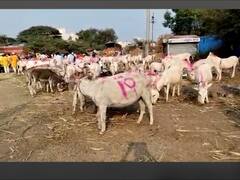 Jejuri: जेजुरीत भरलाय गाढवांचा बाजार; कोट्यवधींची उलाढाल