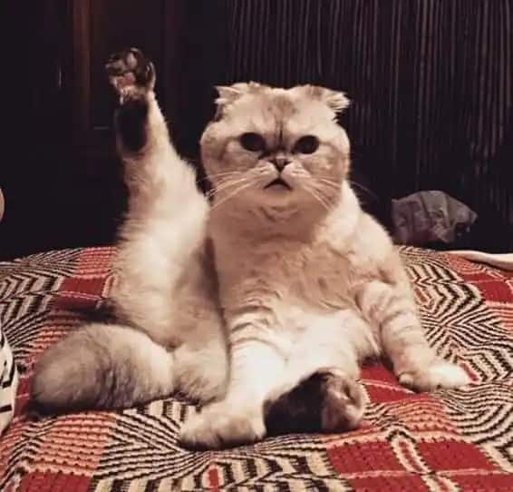 ਬਾਲੀਵੁੱਡ ਦੇ ਦਿੱਗਜ ਸਿਤਾਰਿਆਂ ਤੋਂ ਜ਼ਿਆਦਾ ਅਮੀਰ ਹੈ ਹਾਲੀਵੁੱਡ ਗਾਇਕਾ ਟੇਲਰ ਸਵਿਫਟ ਦੀ ਬਿੱਲੀ, 800 ਕਰੋੜ ਜਾਇਦਾਦ ਦੀ ਮਾਲਕ ਬਿੱਲੀ