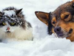 जानवरों में होती ठंड से बचने की ये खास खूबी, कुछ के तो बदल जाते हैं रंग