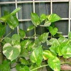 Vastu Tips : বাড়িতে মানি প্ল্যান্ট রাখবেন ? সাবধান ! এই ভুলগুলি করলে ঘোর বিপদ