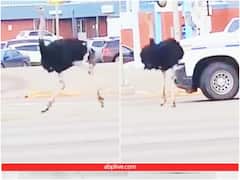 सड़क पर भटक रहे शुतुरमुर्ग का पुलिस ने किया रेस्क्यू, वीडियो देख नहीं रुकेगी हंसी