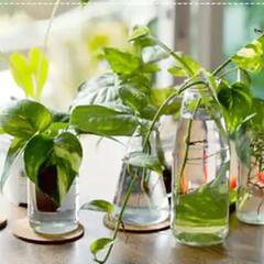 Vastu Tips : বাড়িতে মানি প্ল্যান্ট রাখবেন ? সাবধান ! এই ভুলগুলি করলে ঘোর বিপদ