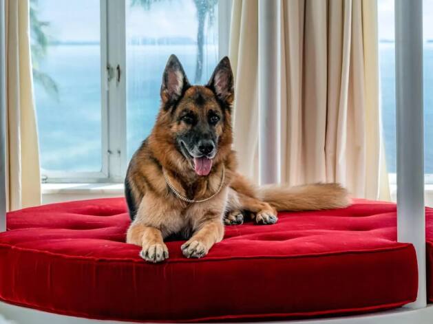 गुंतर IV (Gunther VI) नावाचा कुत्रा जगातील सर्वात श्रीमंत पाळीव प्राणी आहे. गुंतर IV हा जर्मन शेफर्ड जातीचा कुत्रा आहे. गुंतर 500 मिलियन डॉलर संपत्तीचा मालक आहे.