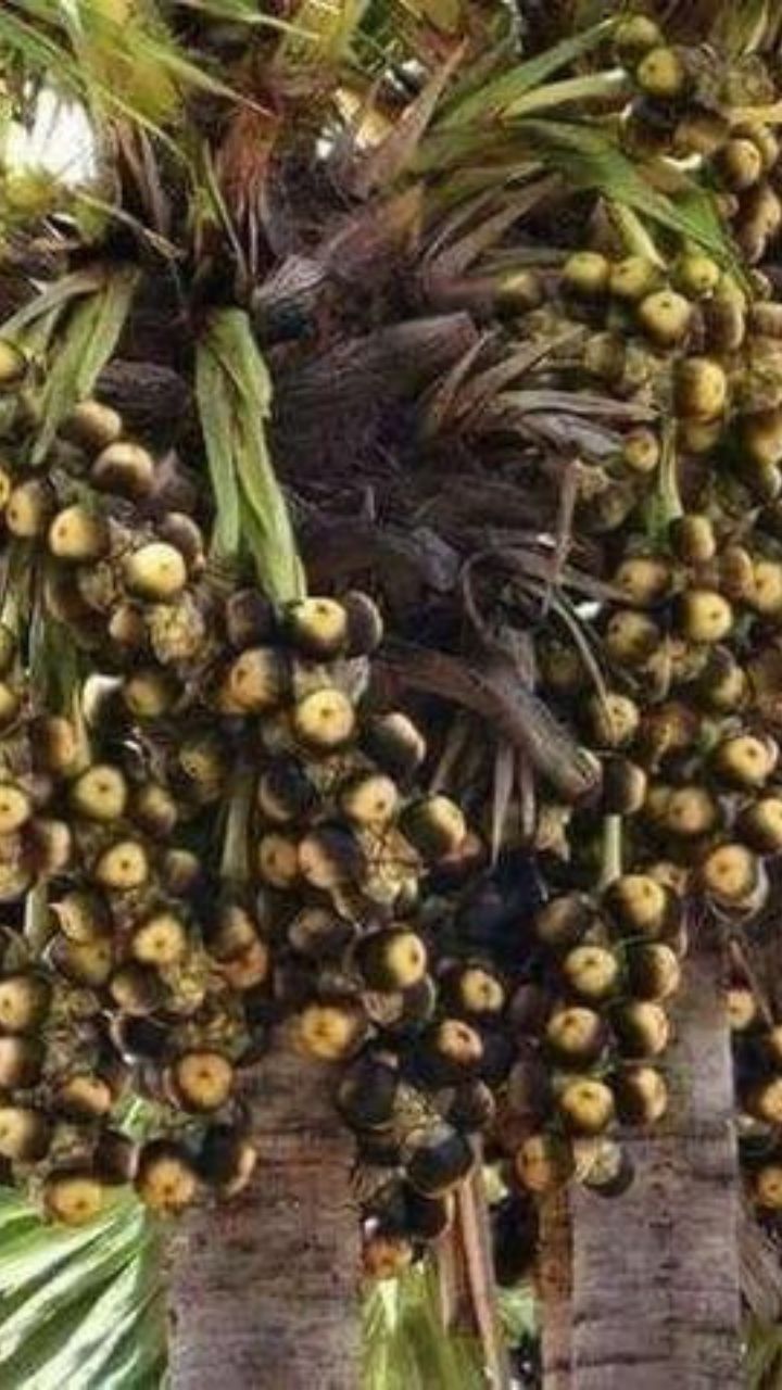 மலச்சிக்கல், வயிற்றுப்போக்கிற்கு  மருந்தாக பயன்படுகிறது