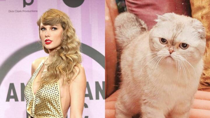 हॉलिवूड गायिका टेलर स्विफ्टची मांजर ऑलिव्हिया बेन्सनने सर्वात श्रीमंत पाळीव प्राण्यांच्या आंतरराष्ट्रीय यादीत तिसऱ्या क्रमांकावर आहे. ऑलिव्हियाची संपत्ती ऐकून तुम्हालाही धक्का बसेल.