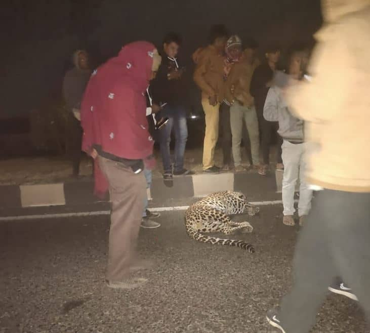 leopard killed on Rajkot Vankaner highway by truck hit Rajkot:  રાજકોટ વાંકાનેર હાઈવે પર અકસ્માતમાં દીપડાનું થયું મોત, લોકોના ટોળા ઉમટ્યાં