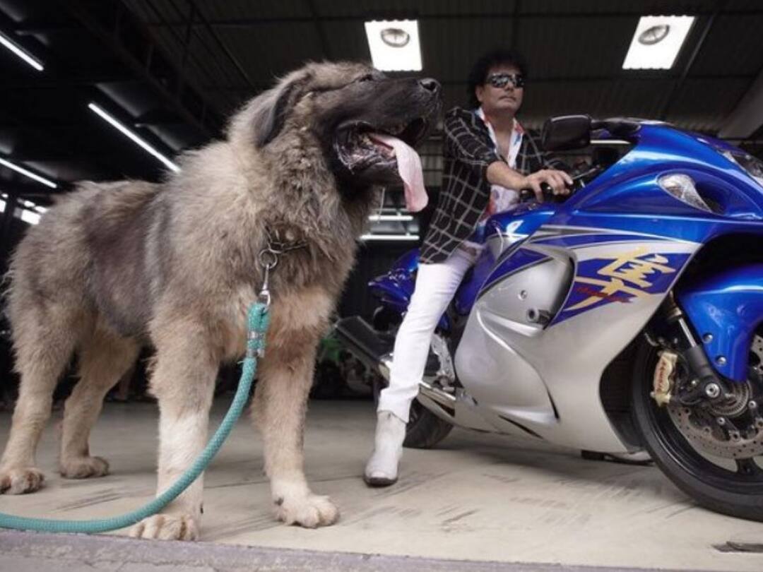 Bengaluru Dog: ஆத்தாடி... எத்தா தண்டி.. ரூ.20 கோடிக்கு வாங்கப்பட்ட சிங்கம் போல் இருக்கும் பிரமாண்ட நாய்