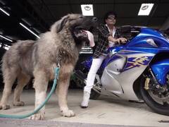 Bengaluru Dog: ஆத்தாடி... எத்தா தண்டி.. ரூ.20 கோடிக்கு வாங்கப்பட்ட சிங்கம் போல் இருக்கும் பிரமாண்ட நாய்