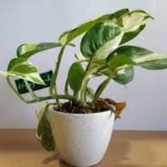 Vastu Tips : বাড়িতে মানি প্ল্যান্ট রাখবেন ? সাবধান ! এই ভুলগুলি করলে ঘোর বিপদ