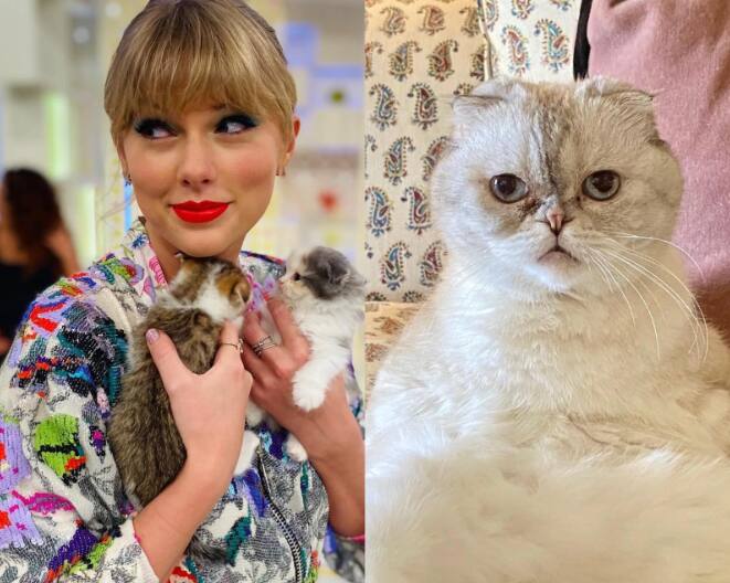 Taylor Swift's Cat's Networth : हॉलिवूड गायिका टेलर स्विफ्टची (Taylor Swift) मांजर ऑलिव्हिया बेन्सनने (Olivia Benson) सर्वात श्रीमंत पाळीव प्राण्यांच्या आंतरराष्ट्रीय यादीत तिसऱ्या क्रमांकावर आहे.
