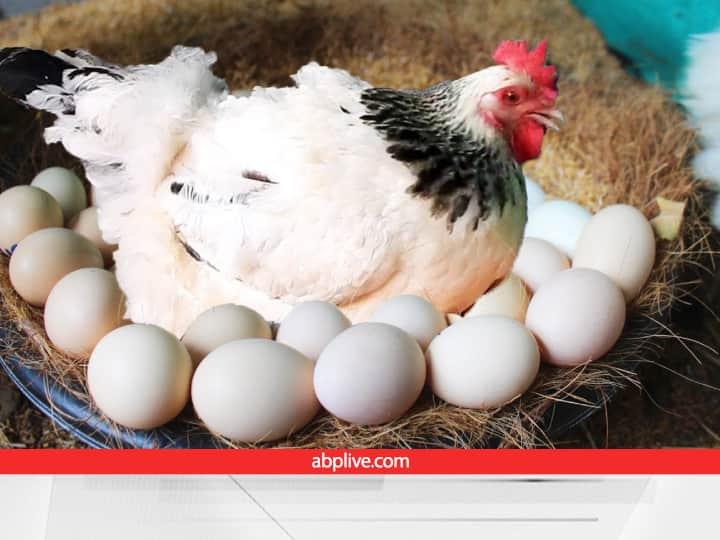 Poultry industry free from bird flu  Poultry : पोल्ट्री उद्योग बर्ड फ्लूपासून मुक्त, जागतिक पशु आरोग्य संघटनेची मान्यता; देशात संधीची दारं खुली होणार  