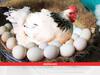 Poultry Farming: कब-कितना दाना डालें, जो मुर्गी समय देने लगे अंडा, आप भी जान लें मुर्गी से अंडा लेने का फंडा!