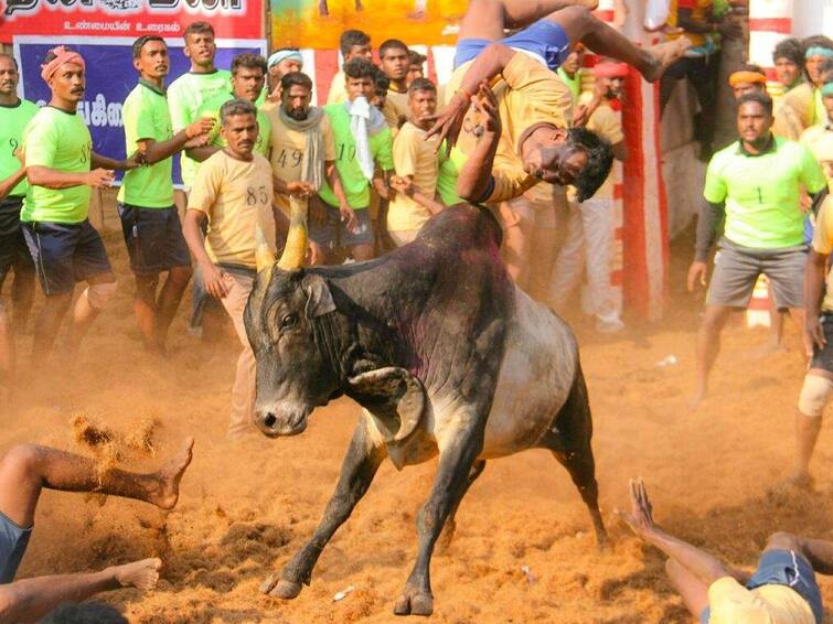 Jallikattu will not be banned! Supreme Court said- part of culture for centuries, how to ban જલ્લીકટ્ટુ પર પ્રતિબંધ નહીં લાગે! સુપ્રીમ કોર્ટે કહ્યું- સદીઓથી સંસ્કૃતિનો હિસ્સો, કેવી રીતે પ્રતિબંધ લગાવીએ