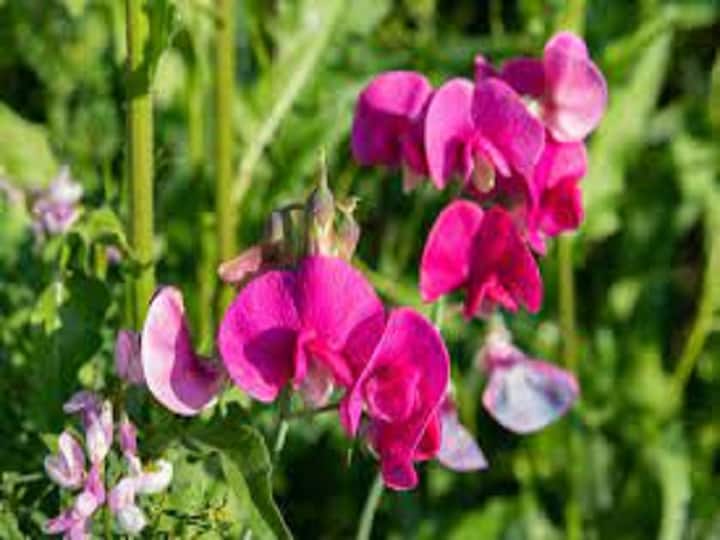 sweet pea flowers farming Farmers can earn lakhs of rupees Farming: कई बीमारियों के इलाज में रामबाण है ये रंग बिरंगा फूल, ऐसे करेंगे खेती तो होगी लाखों की कमाई