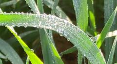 In Pics: राजस्थान में शीतलहर के कारण थमा जीवन, खेतों में जमने लगीं ओस की बूंदें, देखें तस्वीरें