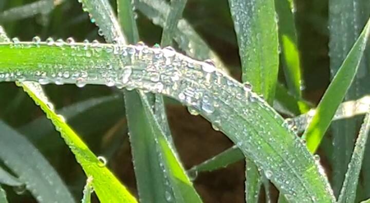 चूरू, सीकर, झुंझुनू, जोबनेर, माउंट आबू और फलोदी का तापमान माइनस में चल रहा है. सीकर के तापमान की बात करें तो वहां पर हर जगह बर्फ जम रही है, यहां कई सालों का रिकॉर्ड टूटा है. शेखावाटी में सर्दी का कहर लगातार जारी रहने से लोगों को भारी परेशानी का सामना करना पड़ रहा है.