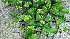 বাড়িতে মানি প্ল্যান্ট বসানোর সময় এই ভুলগুলি করবেন না, বেড়ে যেতে পারে আর্থিক-সমস্যা !