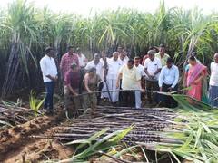 பொங்கல் தொகுப்பில் வழங்கப்படும் கரும்பு கொள்முதல், விலை குறித்து சேலம்  ஆட்சியர் ஆய்வு