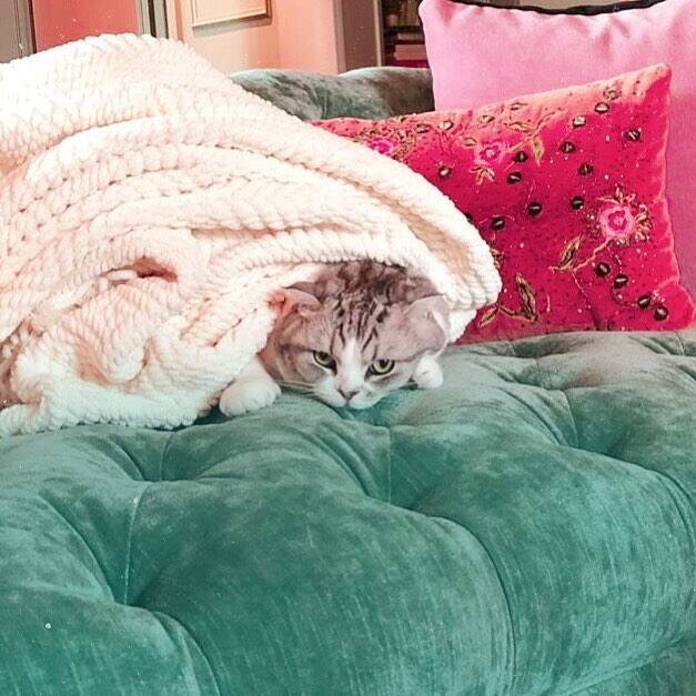 एवढेच नाही तर ही मांजरीचे 4.4 दशलक्ष फॉलोअर्स असून ही इंस्टाग्रामवर सर्वाधिक फॉलोअर्स असणारी मांजर आहे. नाला या मांजरीचे गिनीज वर्ल्ड रेकॉर्डमध्येही नोंदवण्यात आलं आहे.